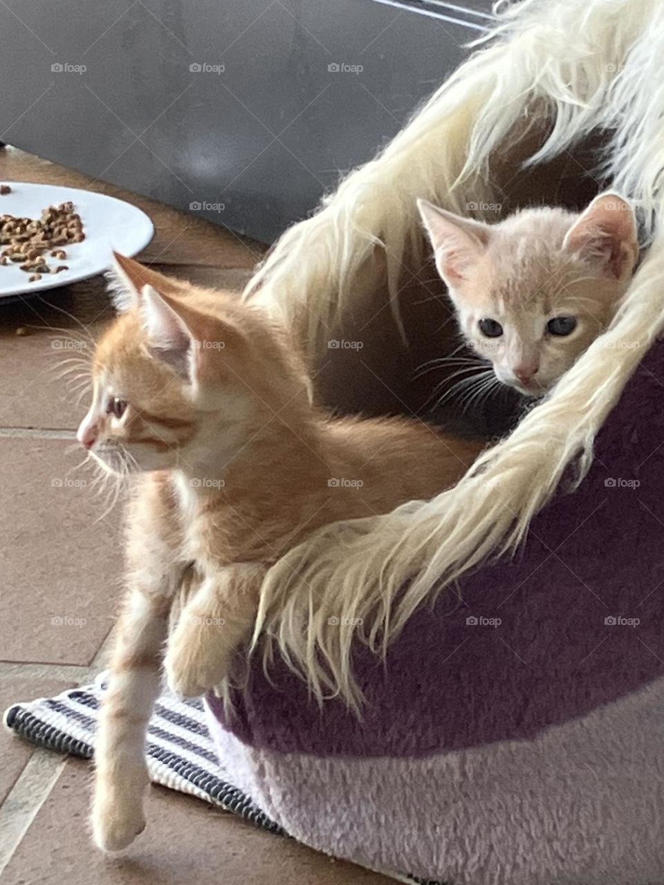 Two kittens waking up