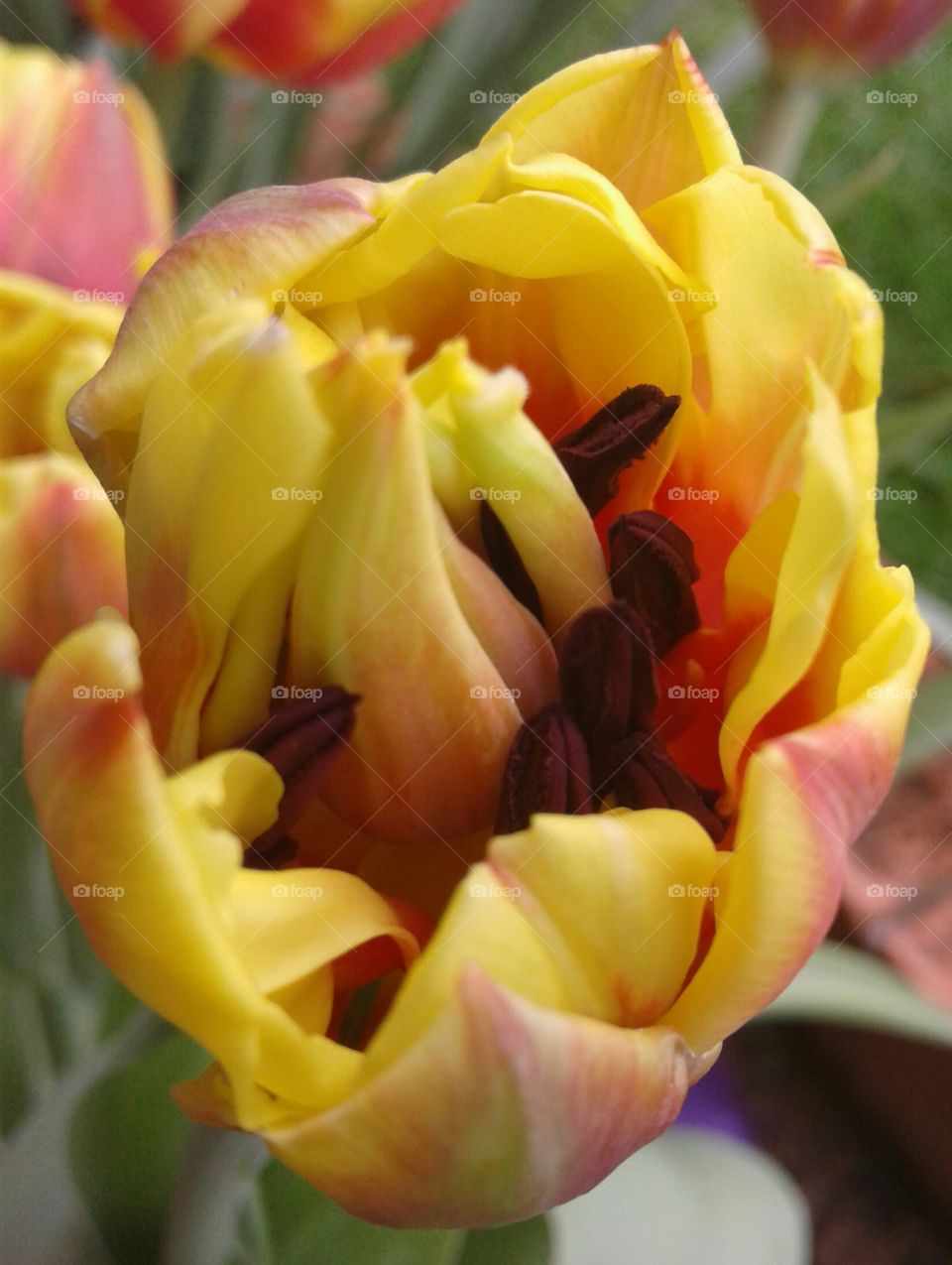 internal opening tulip