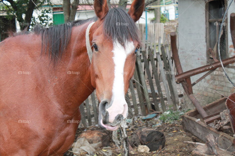 Mammal, People, One, Farm, Cavalry