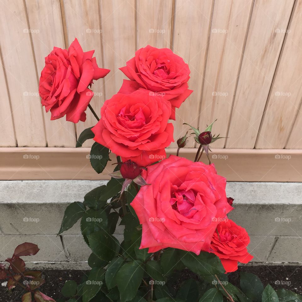 Pink roses on a rose bush.