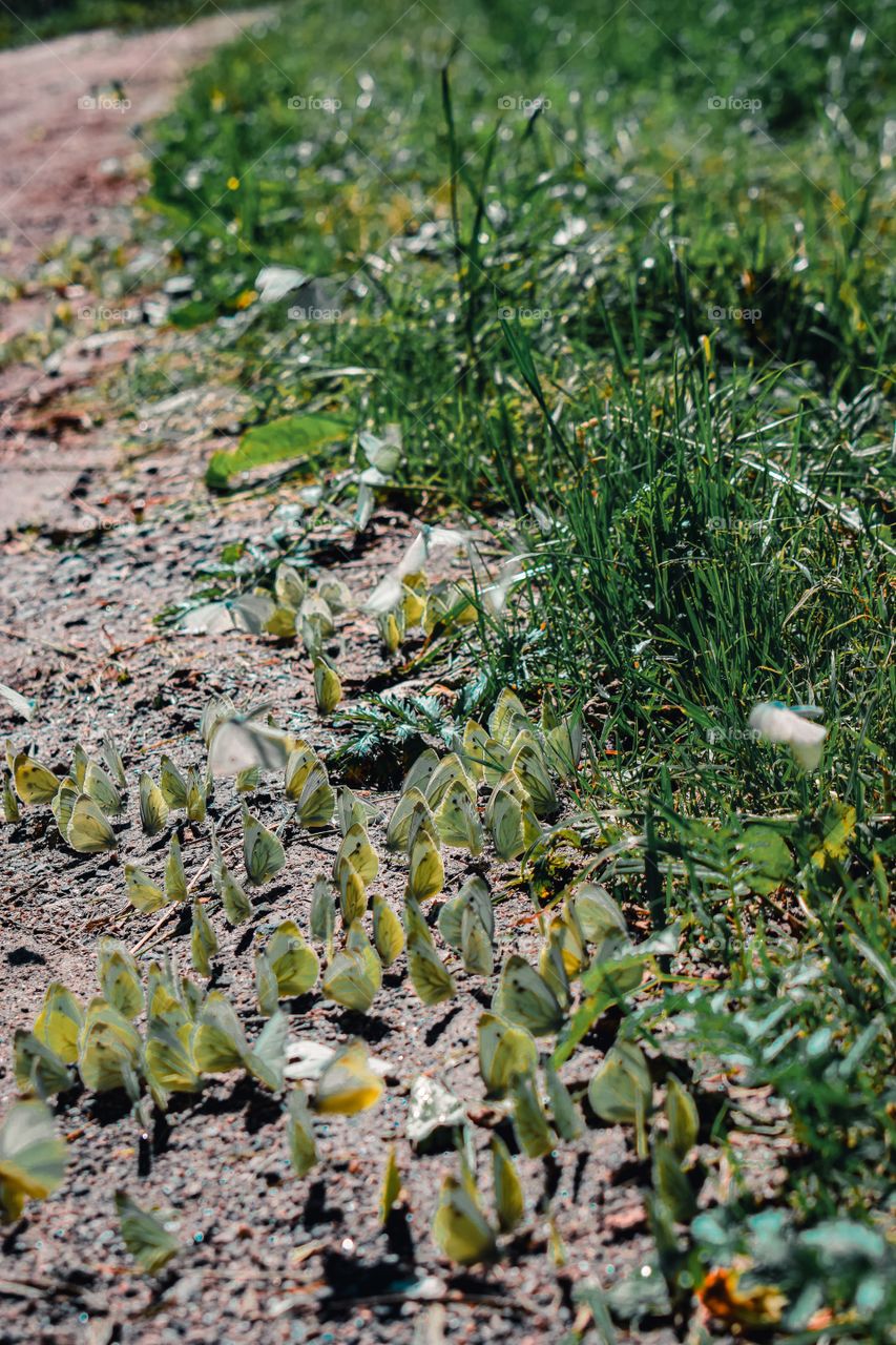 Many white butterflies by the road in summer