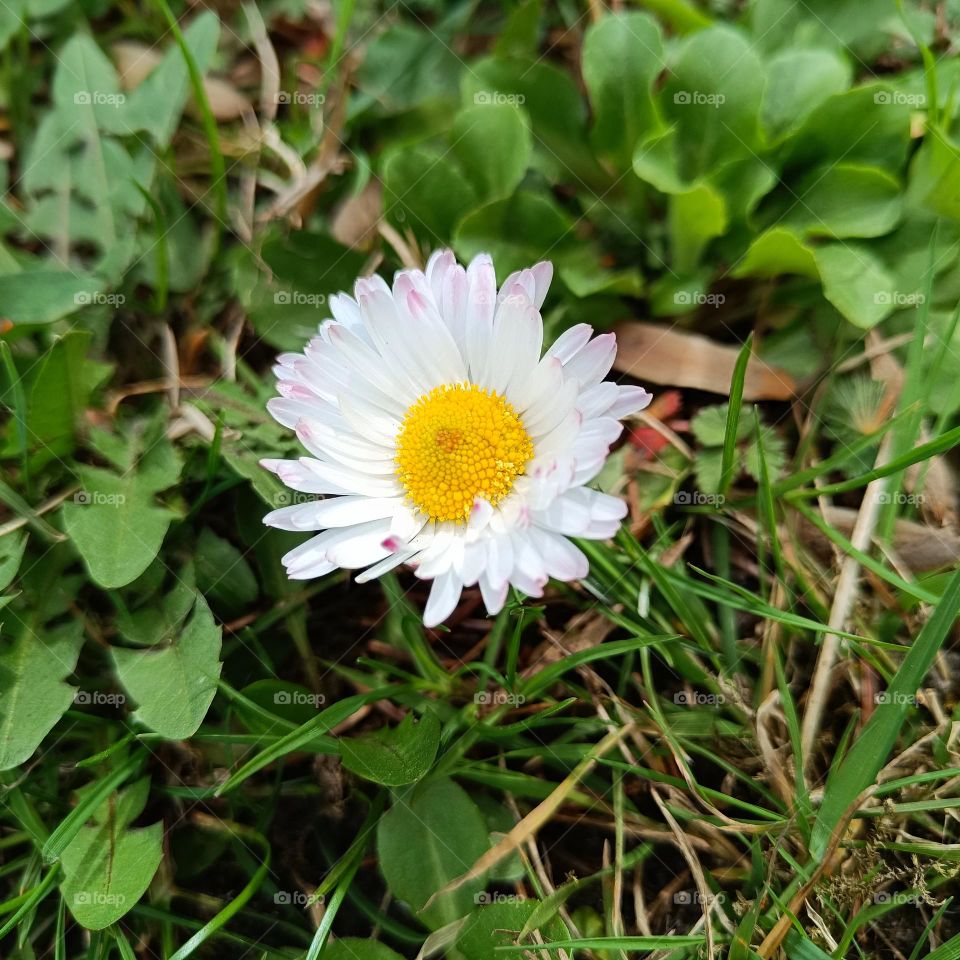 Primrose. Spring Flower.