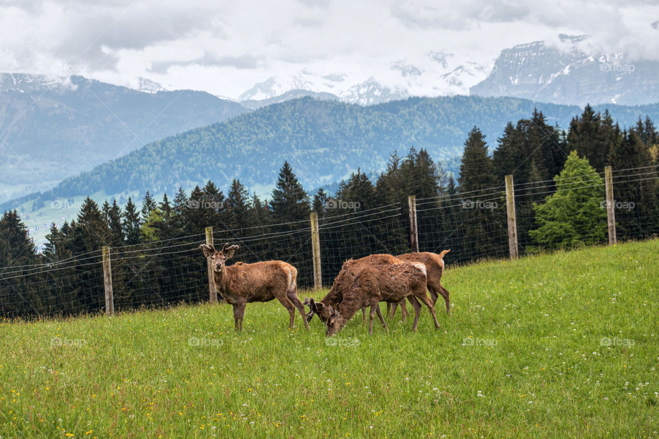 Reindeer in Austria 