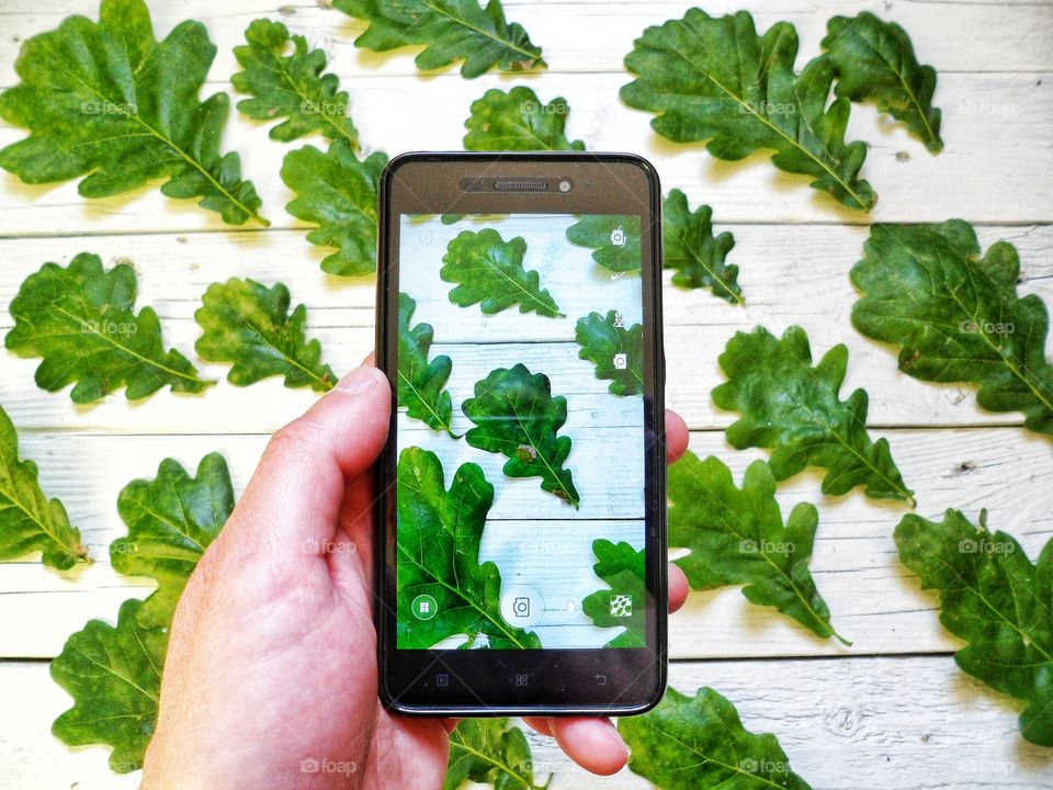 green oak leaves