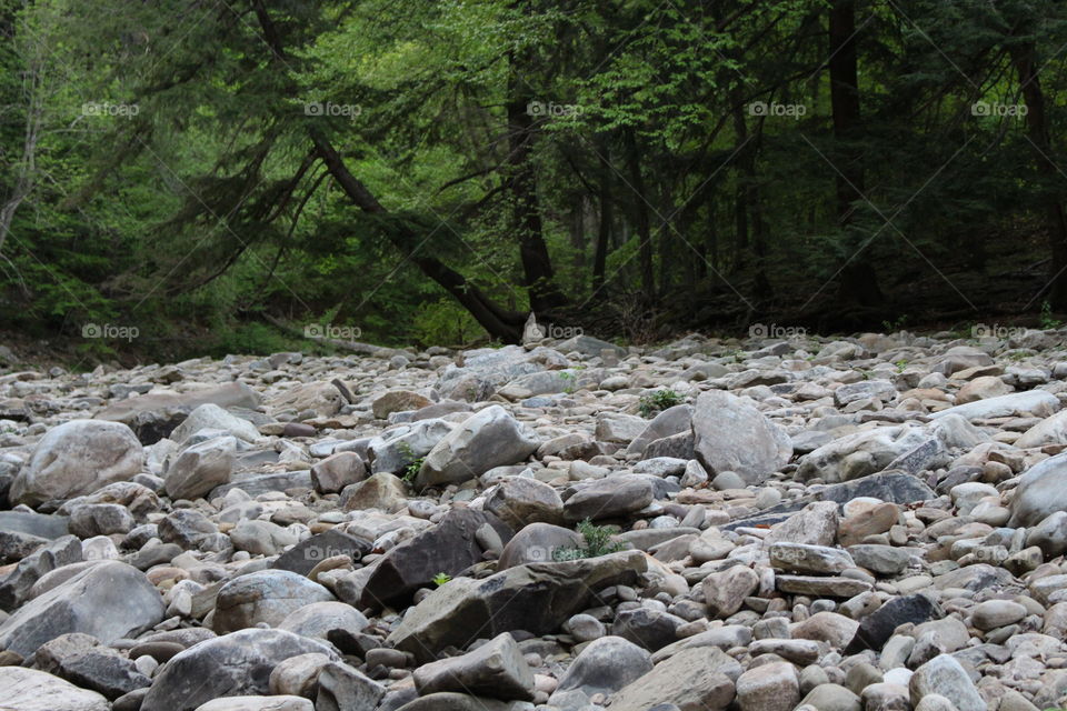 Rocks where stream and forest meet