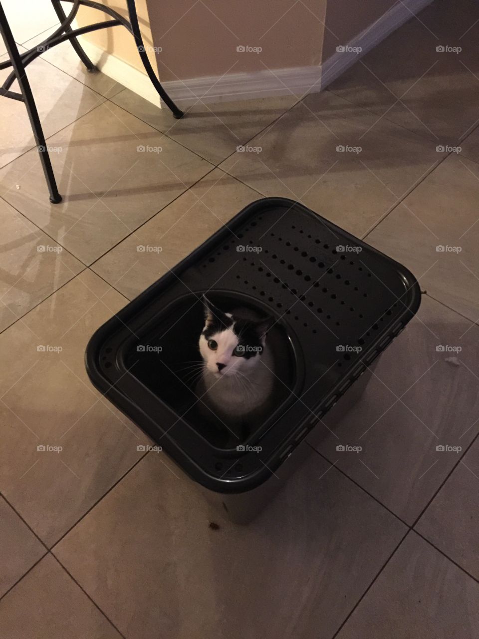 Cat in a box