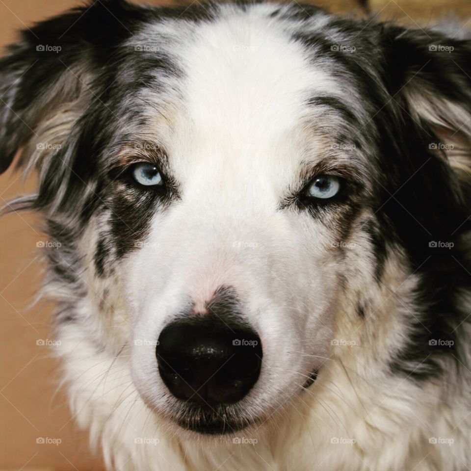 Dog with bright blue eyes