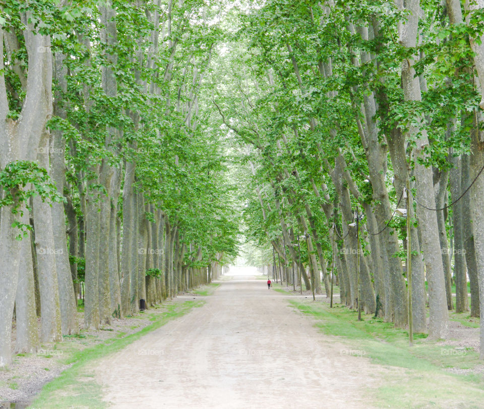 Walk with trees in the park