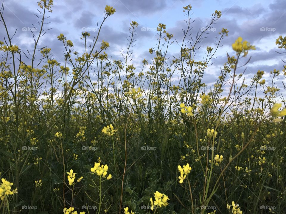 Spring . Spring flowers 