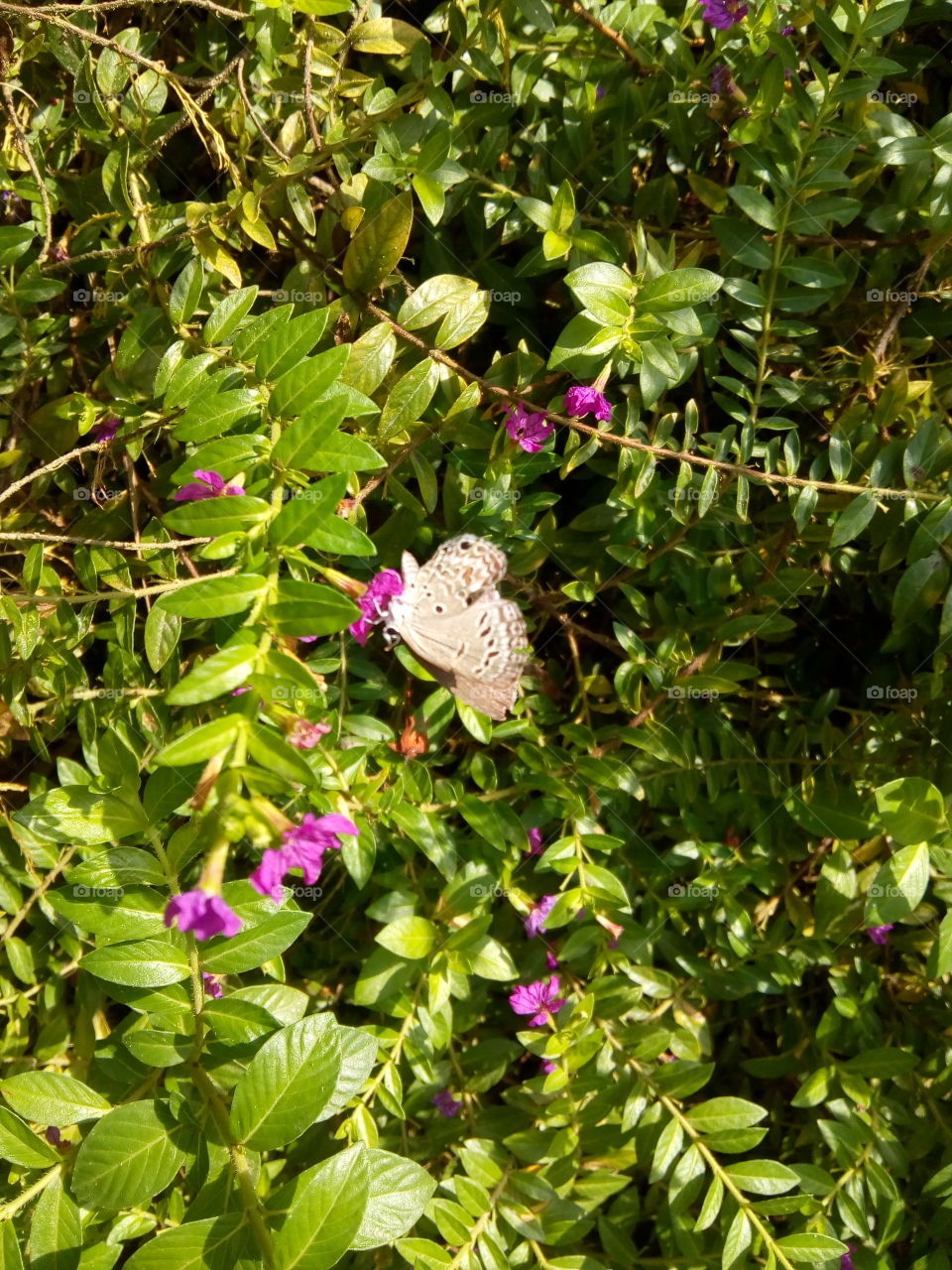 The Butterfly Is Eating Honey Of Flowers.