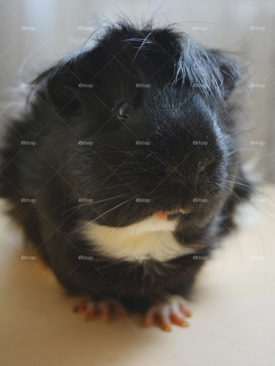 Guinea pig beautiful portrait