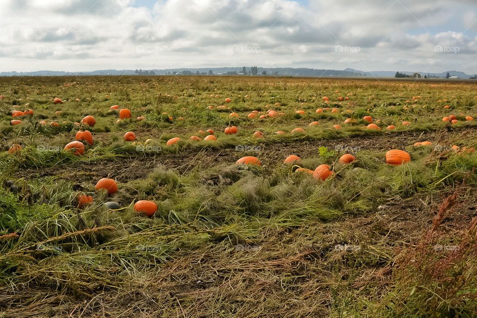 Field of pumpkins