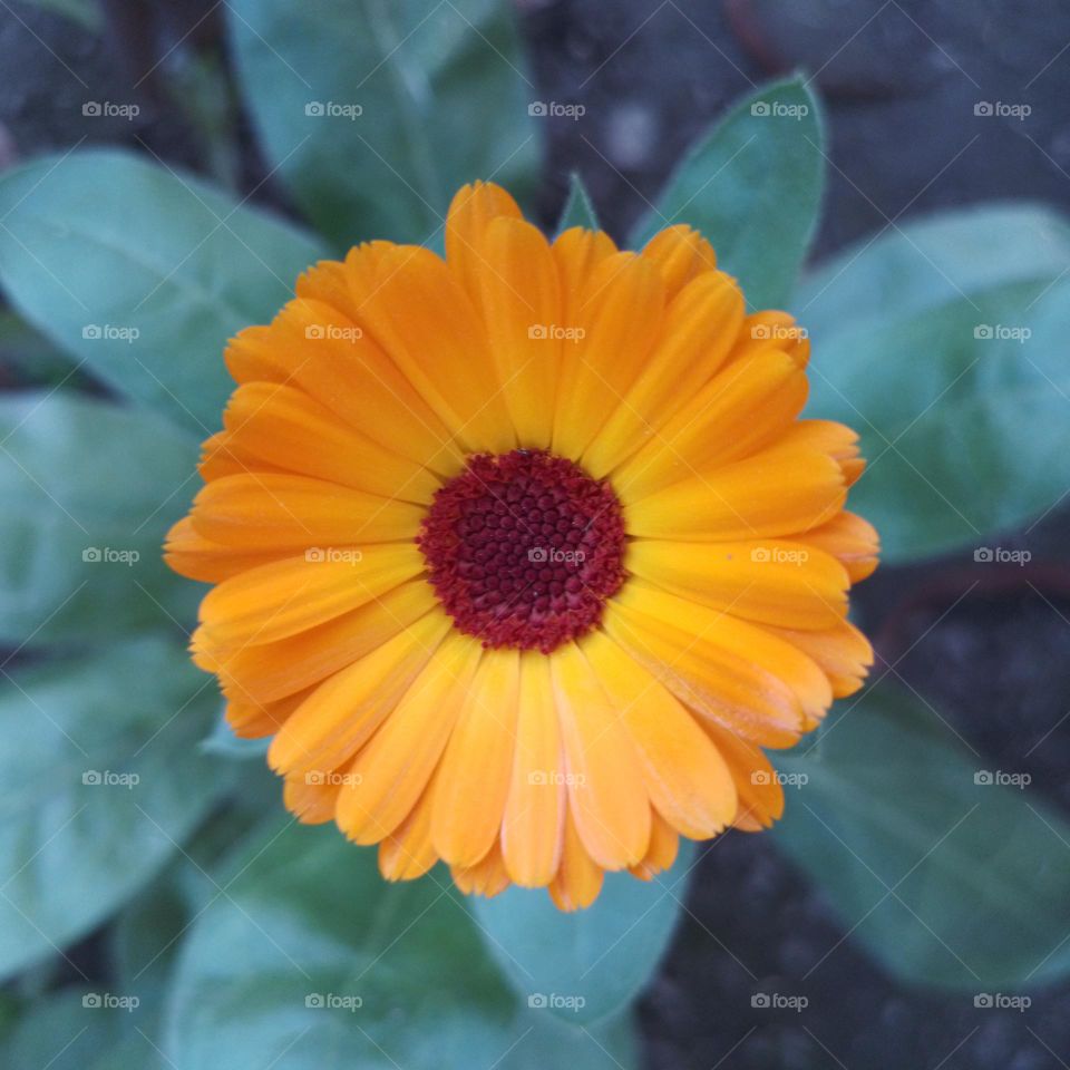 calendula
