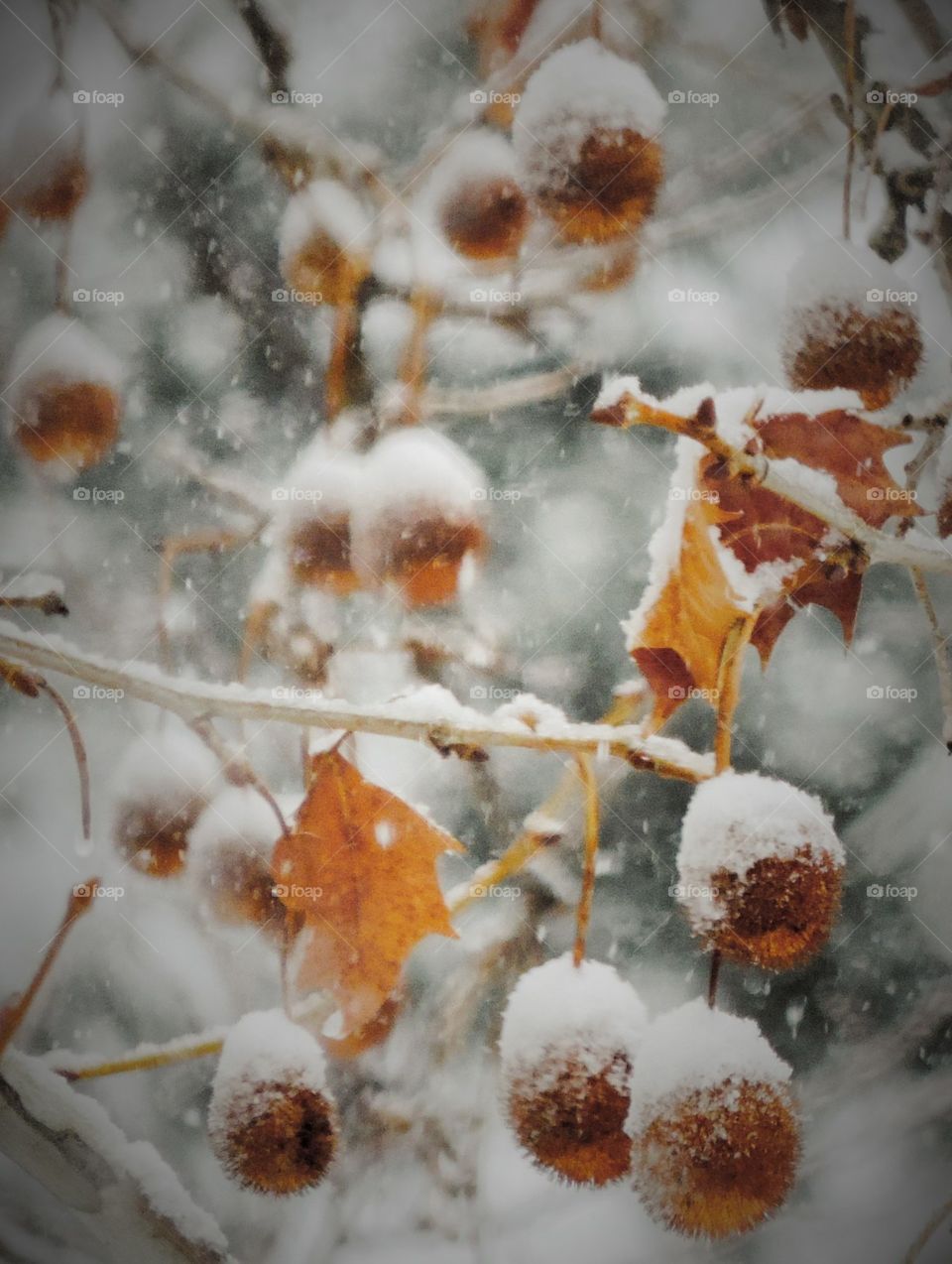 Sycamore Snow. Flakes settling in still air on leaves and nuts