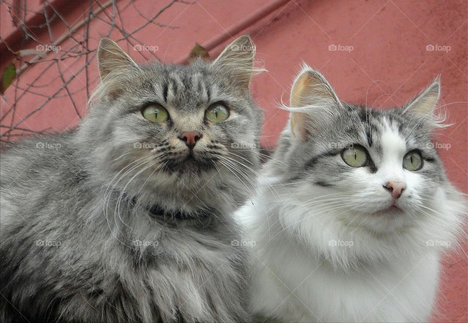 two cats beautiful portraits