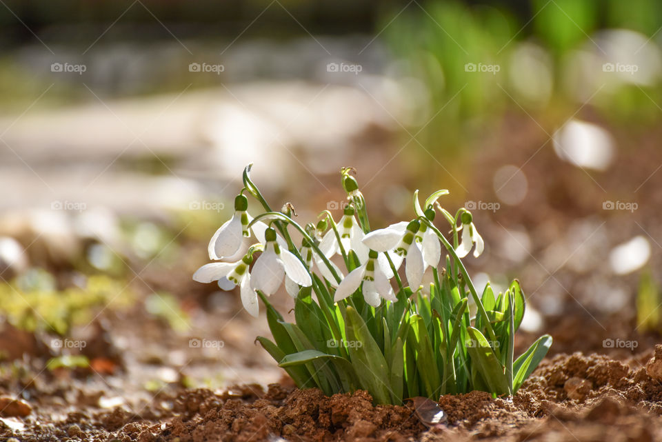 Snowdrops