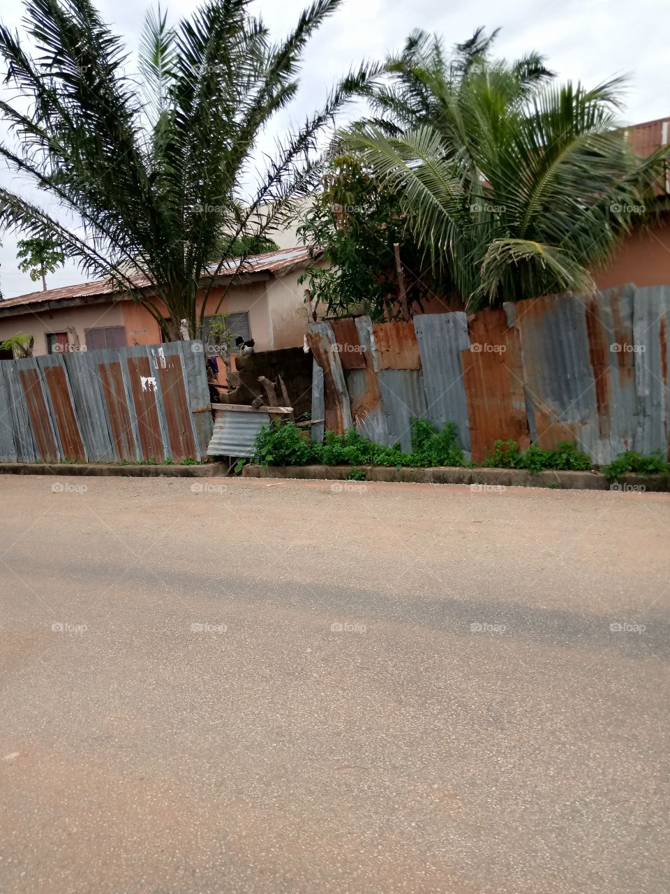 palm trees snapped along Jantukpa street leading to Mecapacyn academy in wukari town of Taraba State Nigeria. palm trees are strong defense against the wind and the fruits are used for oil processing. they breeds are local or agric.