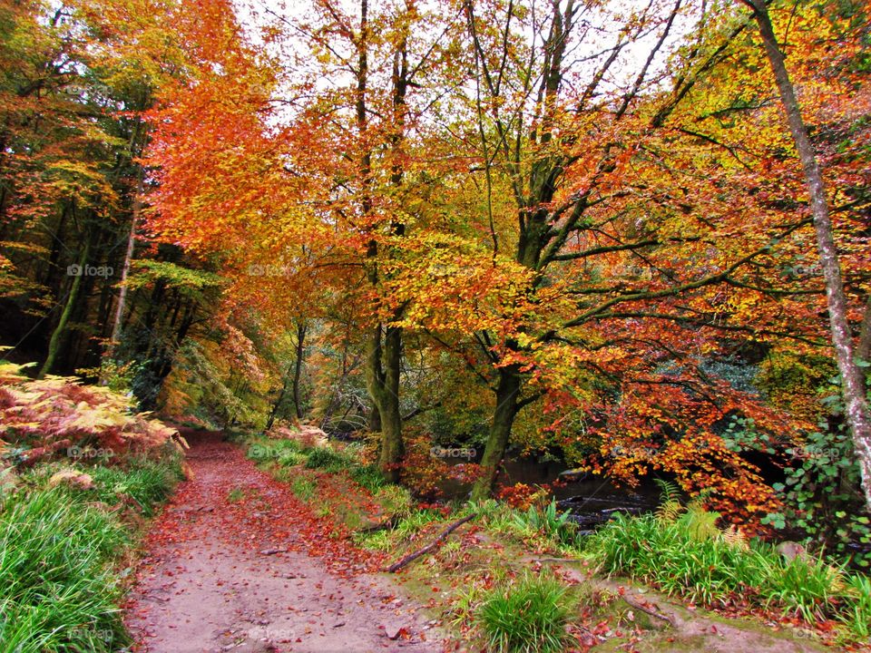 View of forest in autunm