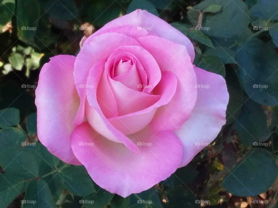 pink rose