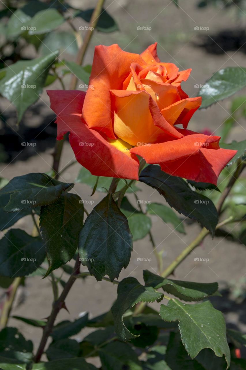 Orange rose.