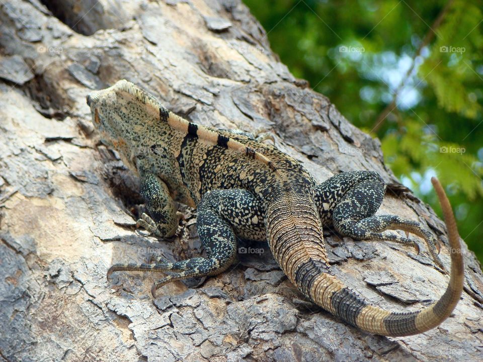 Iguana sunning. Iguana sunning in tree