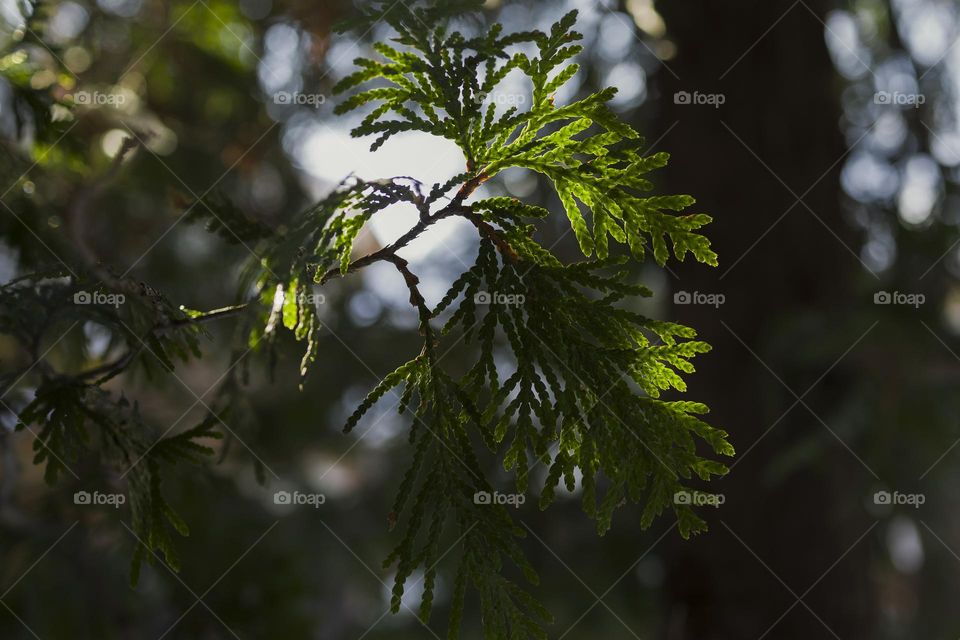 Beautiful green Thuja tree close up,  selective focus.