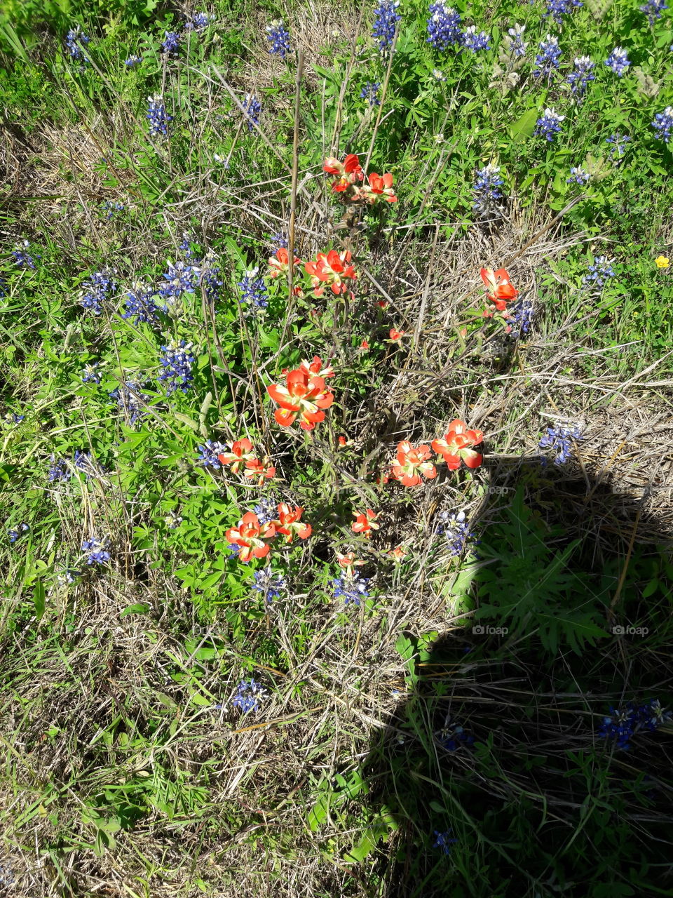 Indian Paintbrush and Bluebonnets.Brenham,TX.