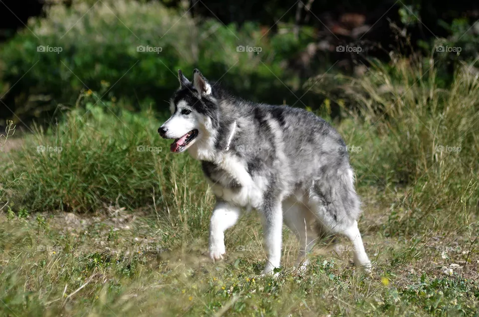 dog