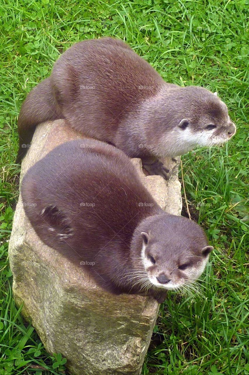 2 otters on rock