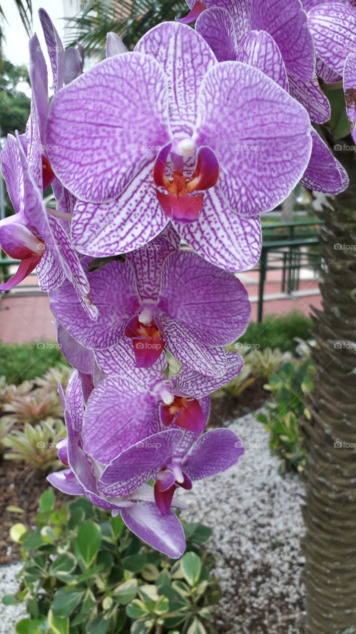 Beautifull purple orchid in Rio de Janeiro city.