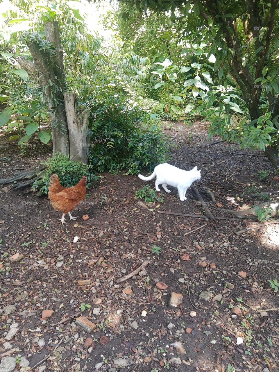 hen and cat outdoors