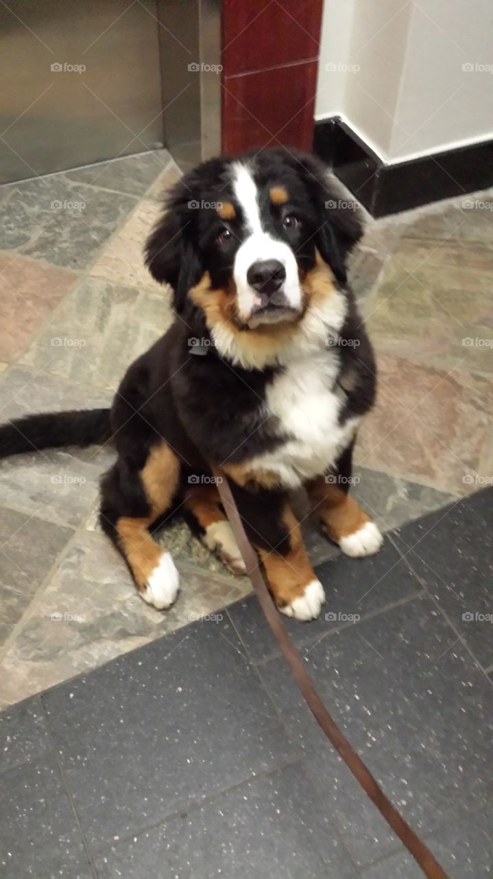 Berner puppy