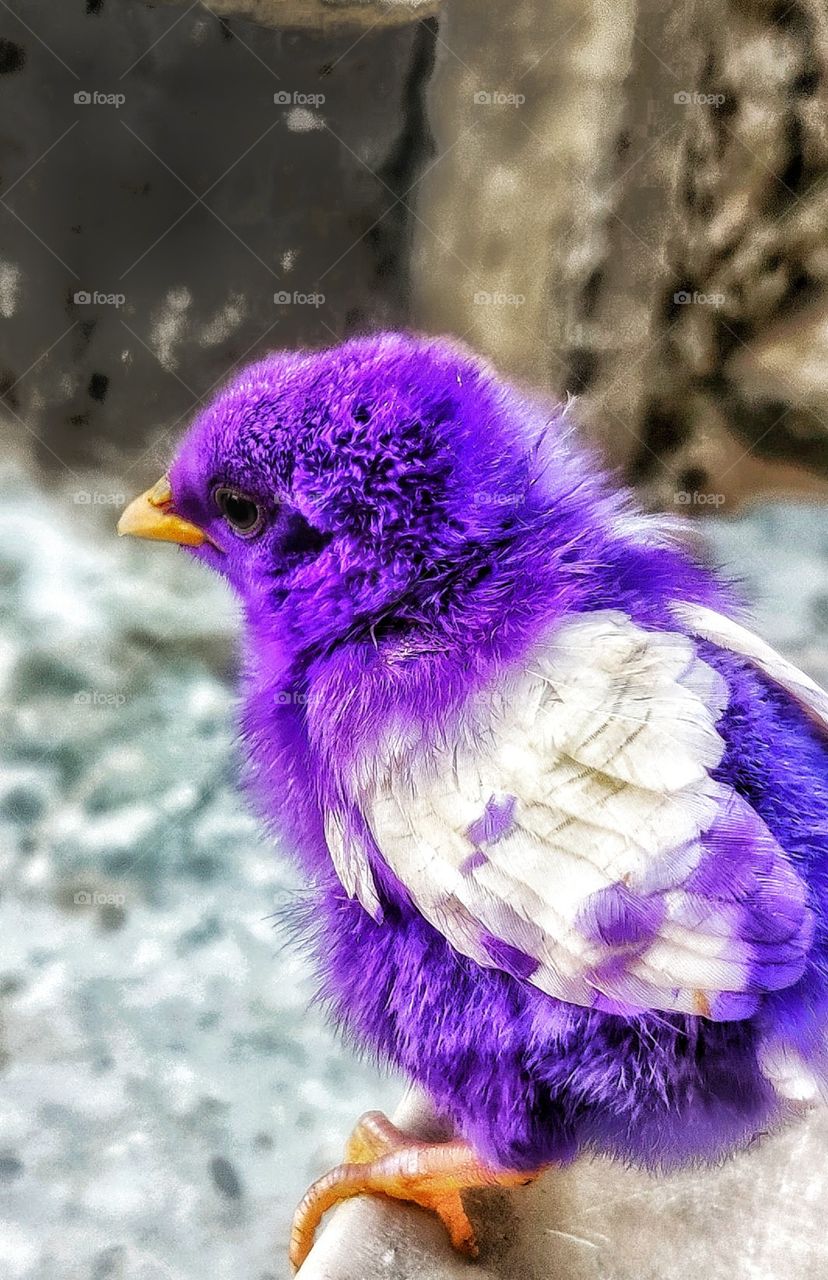 so vibrant yet silent 
so tiny at beautiful