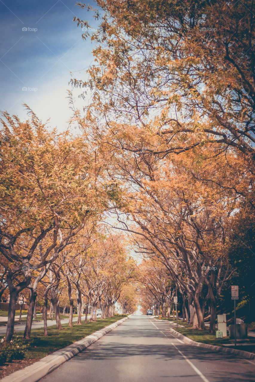 Autumn Street