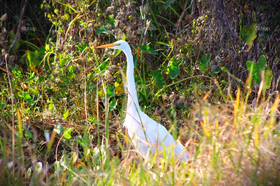 Heron