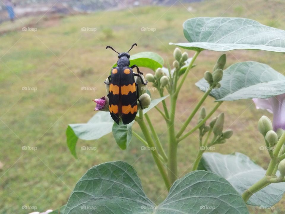 Growing Insects in Flowers Buds, These Insects are often found in indian countries.