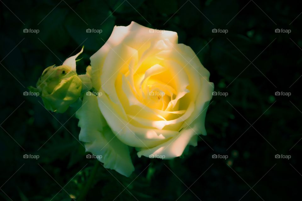 Yellow rose od dreaming