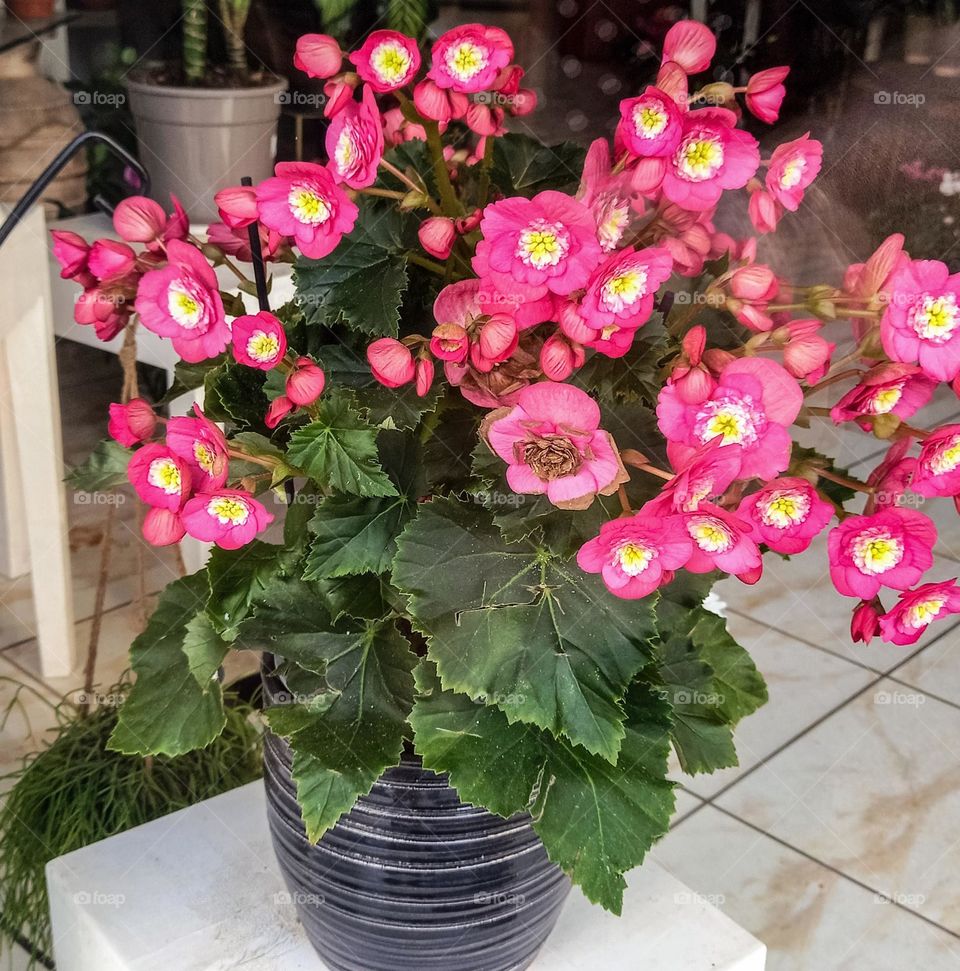 Beautiful Begonia