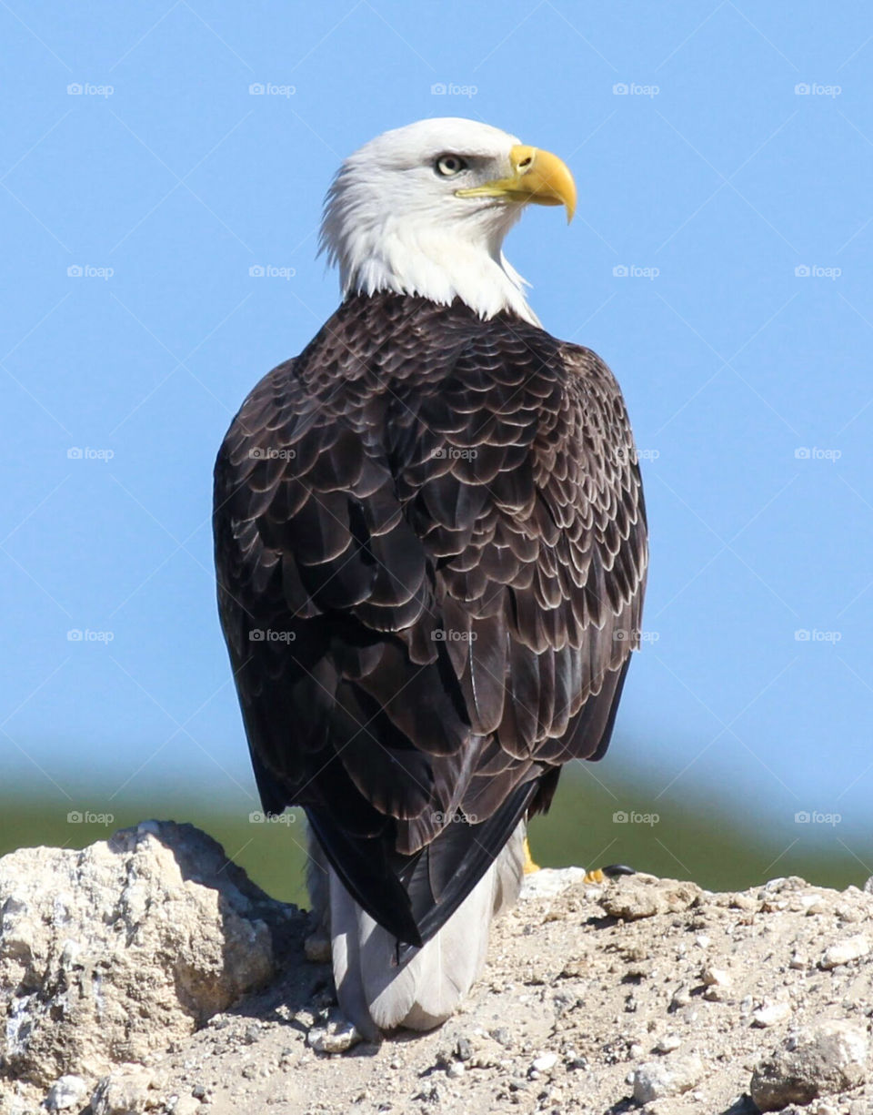 Florida standing eagle