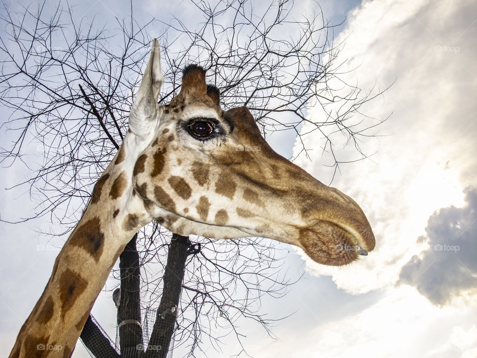 Closeup on giraffe head on Sky 