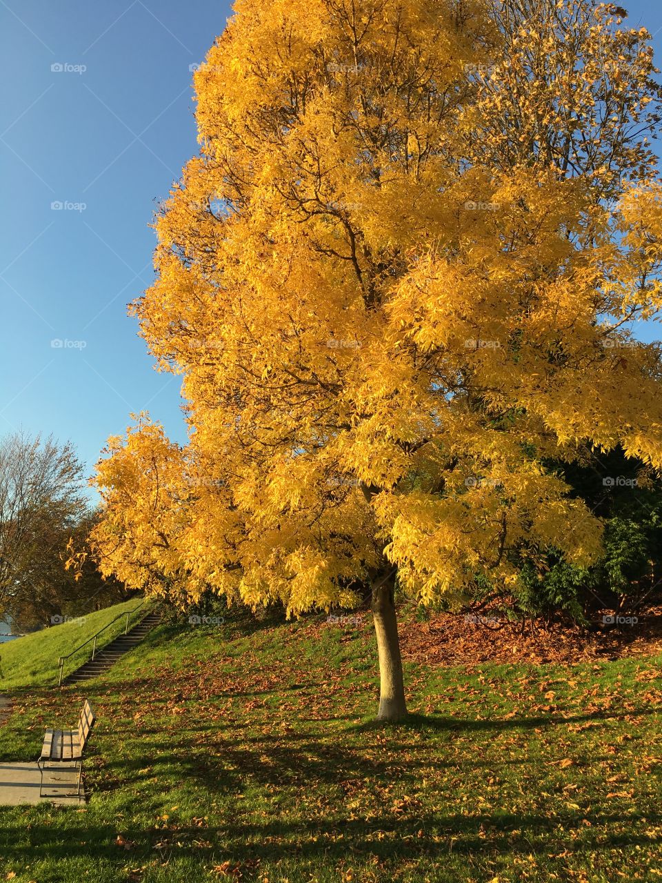 Yellow tree 