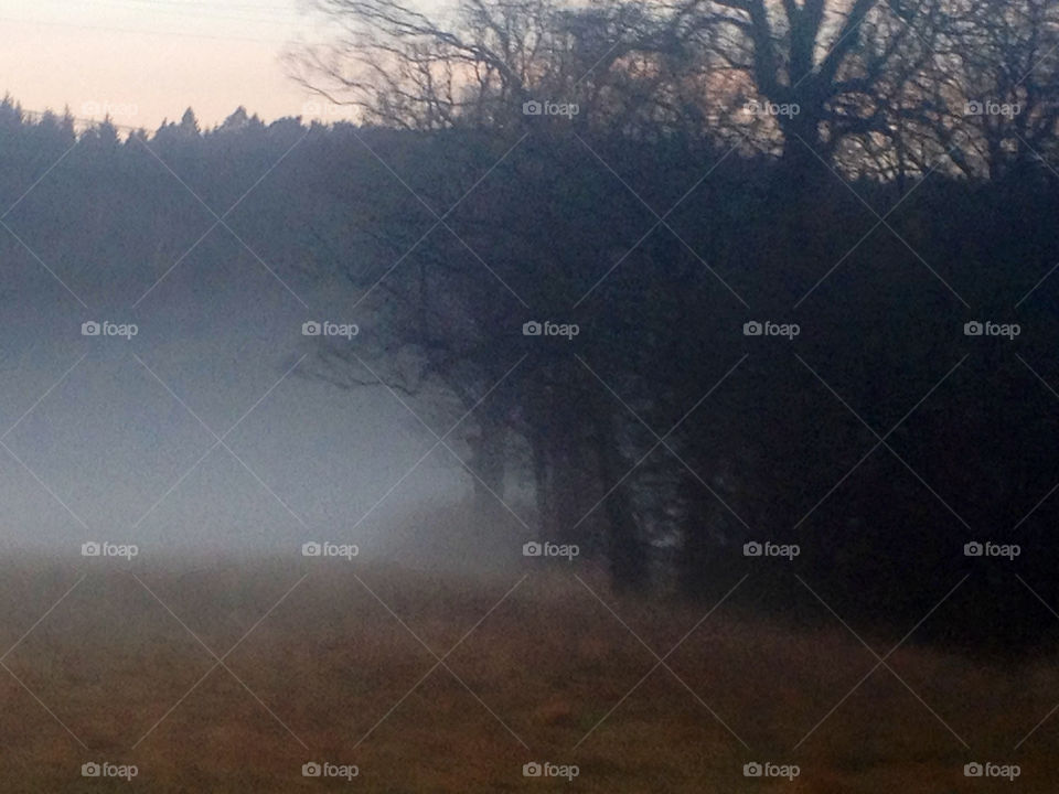 trees autumn fog dimma by cabday