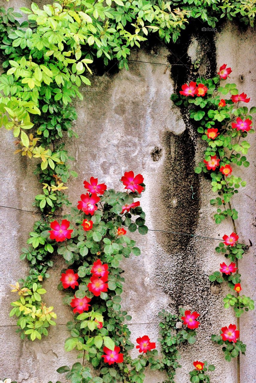 Climbing roses