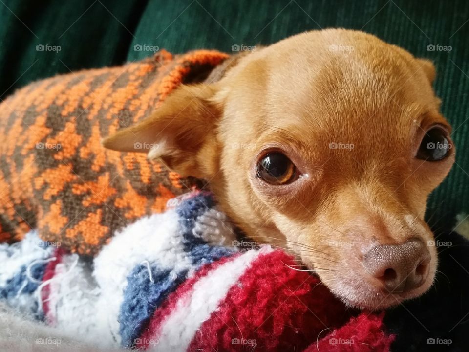 Chihuahua in sweater.