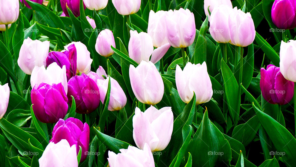 Blooming tulips in garden