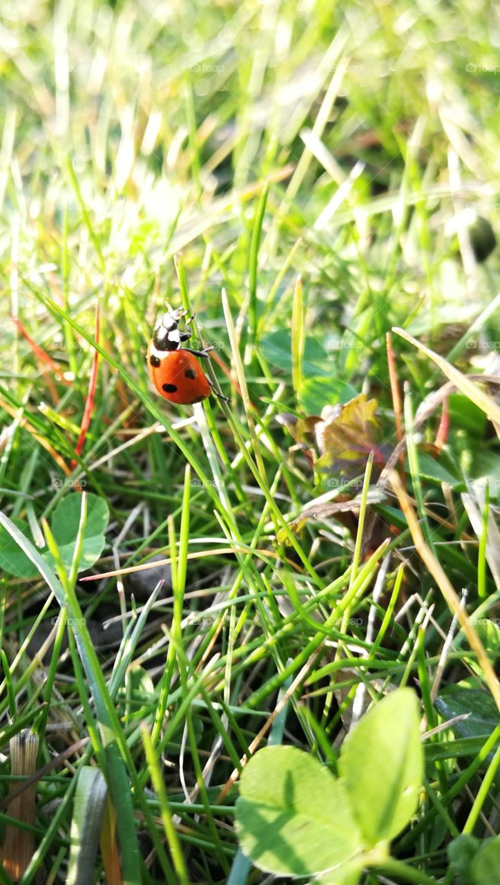 Ladybug's sunbathing afternoon. Found many of those little insects in the grass.