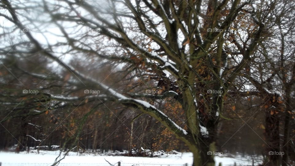 Winter, Tree, Snow, Landscape, Weather