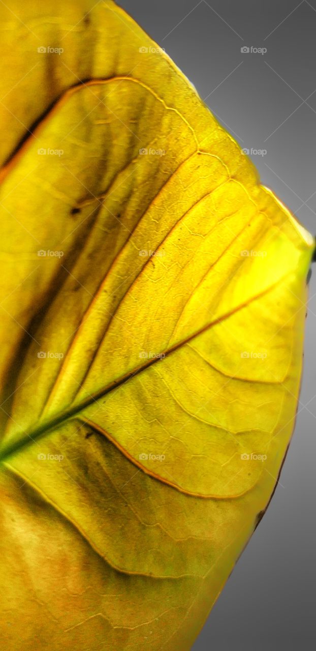 beautiful yellow leaf textures of the world