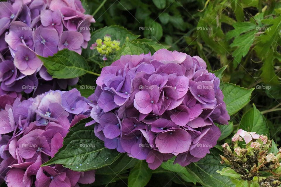 bundle of purple flowers, hydrangea