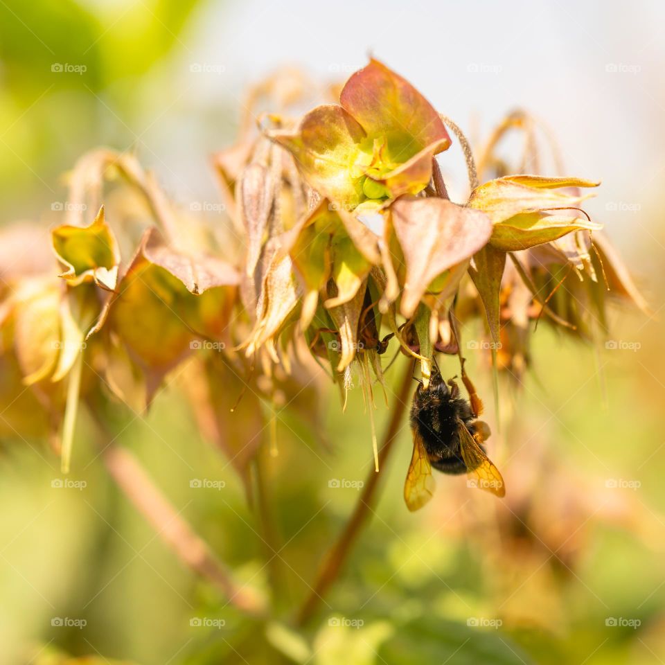 Honeybee hanging upside-down and enjoying sweet nectar